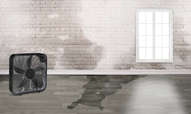 Best Mold removal after water damage  in Britton, SD